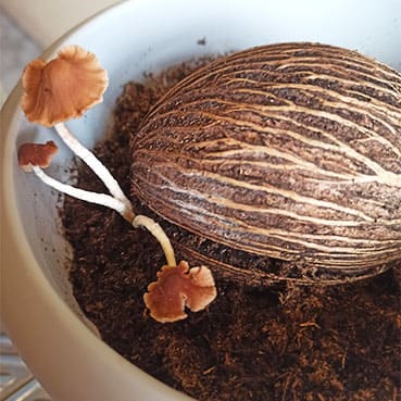 Проращивание мокрого ореха Цербера